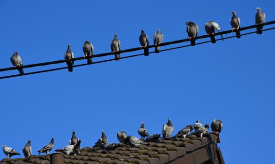 Reformaftale er uambitiøs og med for mange fugle på taget